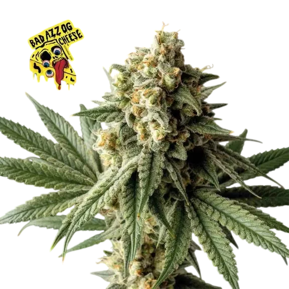 Badazz OG Cheese | PHOTOFEM | Seedsman - Freigestellt 2026-10-09