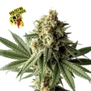 Badazz OG Cheese | PHOTOFEM | Seedsman - Freigestellt 2026-10-09