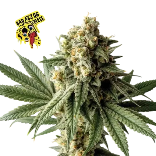 Badazz OG Cheese | PHOTOFEM | Seedsman - Freigestellt 2026-10-09
