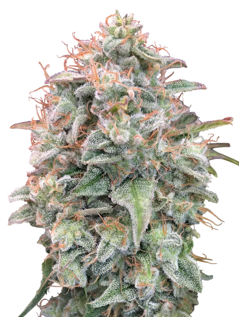 Banana Cookies Auto | AUTOFEM | Advanced Seeds - Freigestellt 2026-10-09
