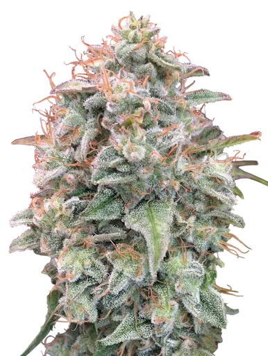Banana Cookies Auto | AUTOFEM | Advanced Seeds - Freigestellt 2026-10-09