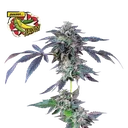 Banana Jealousy | PHOTOFEM | Seedsman - Freigestellt 2026-10-09