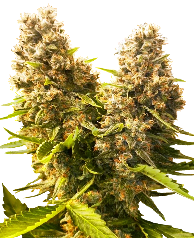 Banana Kush Cake Auto | AUTOFEM | Sensi Seeds - Freigestellt 2026-10-09