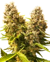 Banana Kush Cake Auto | AUTOFEM | Sensi Seeds - Freigestellt 2026-10-09