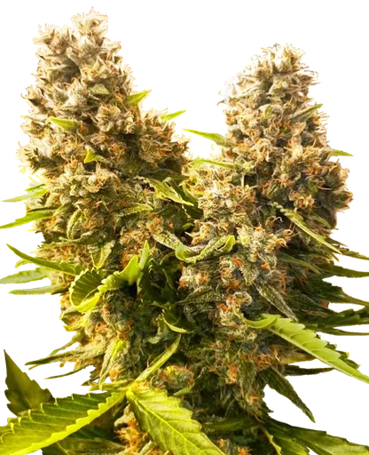 Banana Kush Cake Auto | AUTOFEM | Sensi Seeds - Freigestellt 2026-10-09