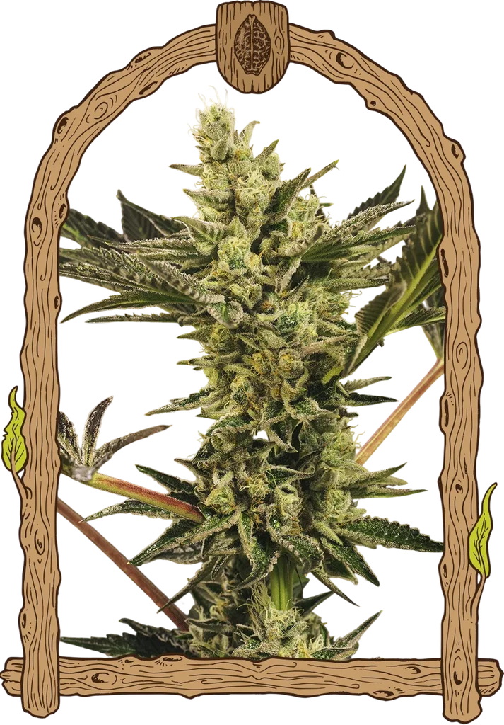 Banana Mash Auto | AUTOFEM | Exotic Seed - Freigestellt 2026-10-09