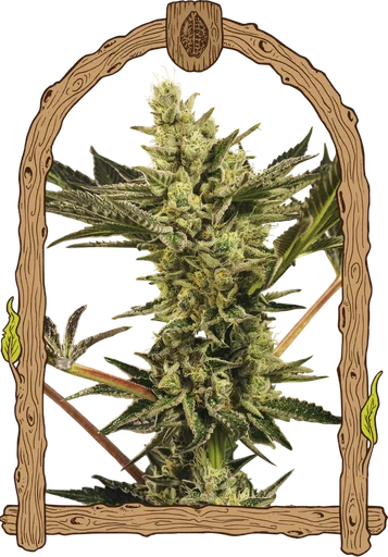Banana Mash Auto | AUTOFEM | Exotic Seed - Freigestellt 2026-10-09
