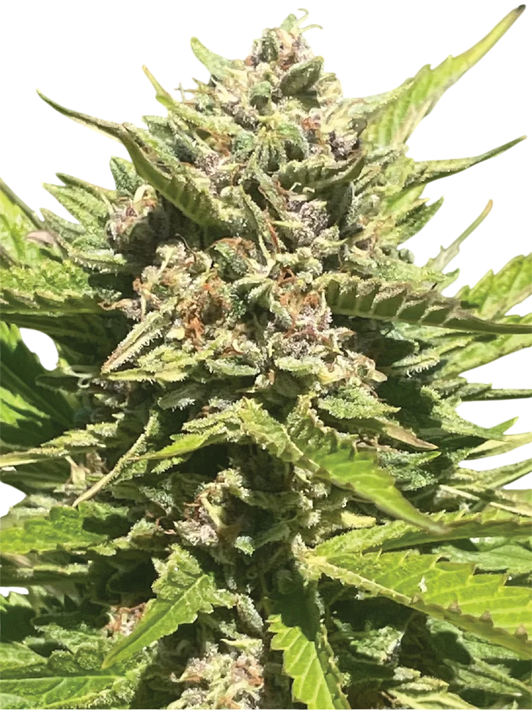 Banana Melt | PHOTOFEM | Humboldt Seed Co. - Freigestellt 2026-10-09