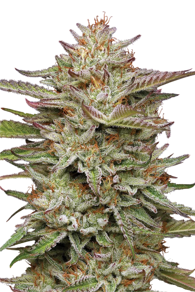 Banana OG | PHOTOFEM | Humboldt Seed Co. - Freigestellt 2026-10-09