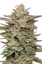 Banana OG | PHOTOFEM | Humboldt Seed Co. - Freigestellt 2026-10-09