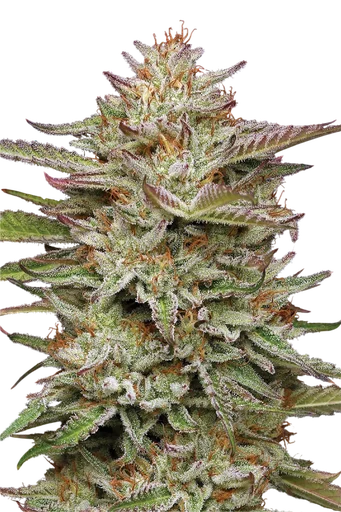 Banana OG Auto | AUTOFEM | Humboldt Seed Co. - Freigestellt 2026-10-09