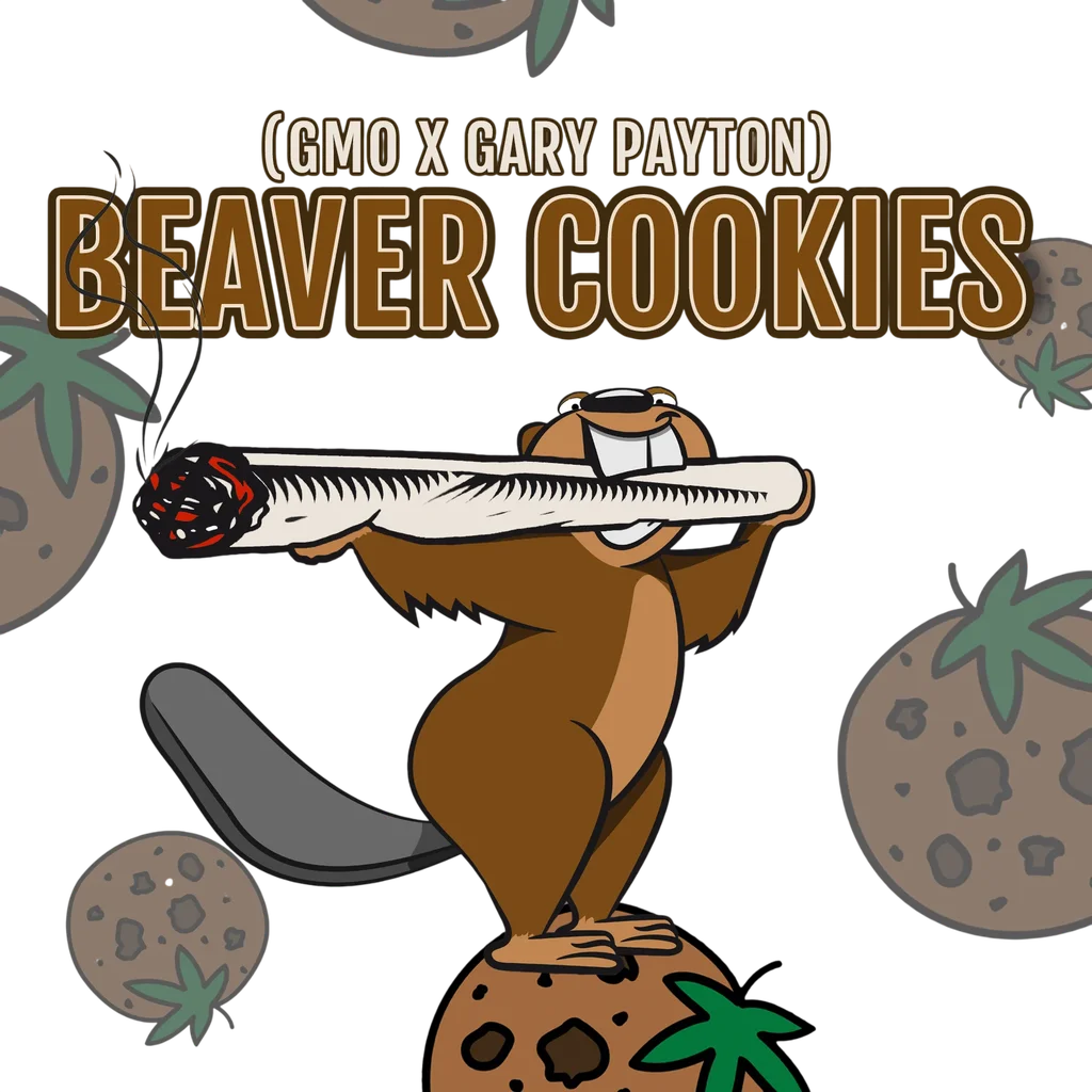 Beaver Cookies | PHOTOFEM | Elev8 Seeds - Freigestellt 2026-10-09