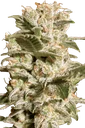 Bella Donna | PHOTOFEM | Paradise Seeds - Freigestellt 2026-10-09