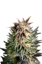 Big Band | PHOTOFEM | Kannabia Seeds - Freigestellt 2026-10-09