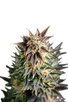Big Band | PHOTOFEM | Kannabia Seeds - Freigestellt 2026-10-09