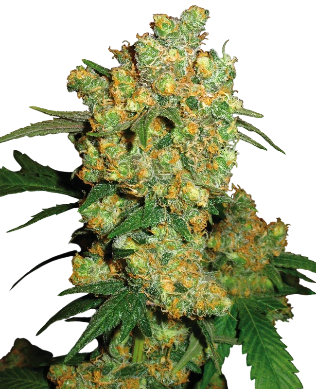 Big Bud | PHOTOREG | Sensi Seeds - Freigestellt 2026-10-09