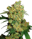 Big Bud | PHOTOREG | Sensi Seeds - Freigestellt 2026-10-09