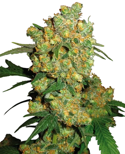 Big Bud | PHOTOFEM | Sensi Seeds - Freigestellt 2026-10-09