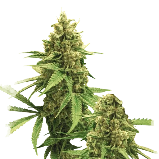 Big Bud Auto | AUTOFEM | Nirvana Seeds - Freigestellt 2026-10-09
