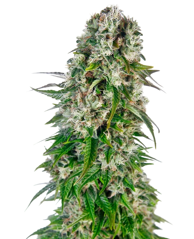 Big Bud Auto | AUTOFEM | Sensi Seeds - Freigestellt 2026-10-09