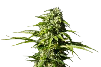 Big Bull | PHOTOFEM | Kannabia Seeds - Freigestellt 2026-10-09