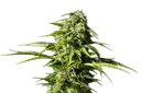 Big Bull | PHOTOFEM | Kannabia Seeds - Freigestellt 2026-10-09