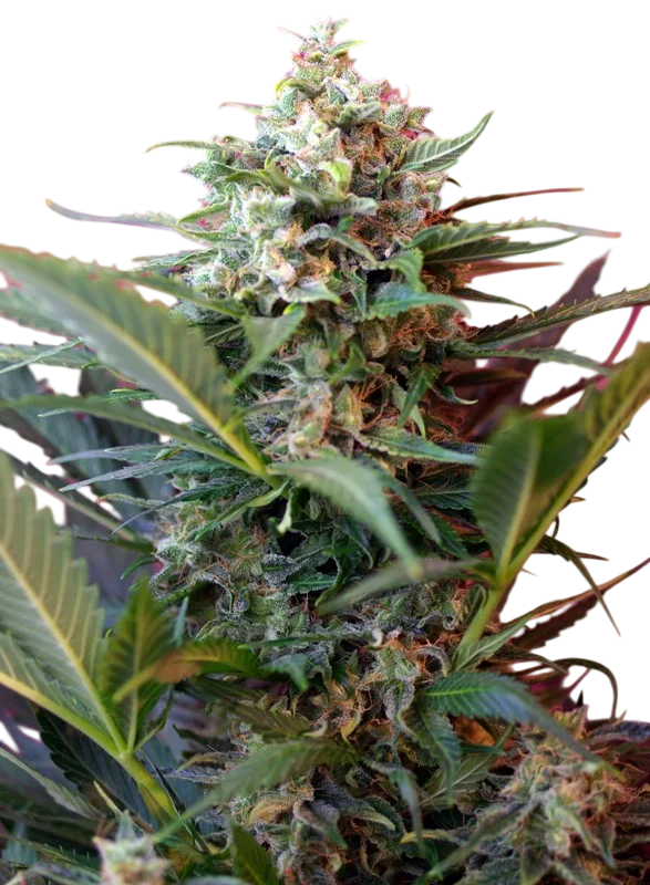 Big Devil XL Auto | AUTOFEM | Sweet Seeds - Freigestellt 2026-10-09