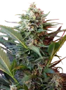 Big Devil XL Auto | AUTOFEM | Sweet Seeds - Freigestellt 2026-10-09