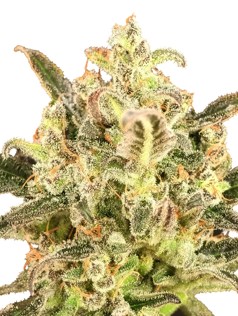 Biodiesel Mass XXL Auto | AUTOFEM | Advanced Seeds - Freigestellt 2026-10-09