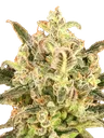Biodiesel Mass XXL Auto | AUTOFEM | Advanced Seeds - Freigestellt 2026-10-09