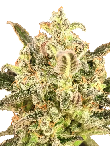 Biodiesel Mass XXL Auto | AUTOFEM | Advanced Seeds - Freigestellt 2026-10-09