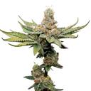 Birthday Punch | PHOTOFEM | Elev8 Seeds - Freigestellt 2026-10-09