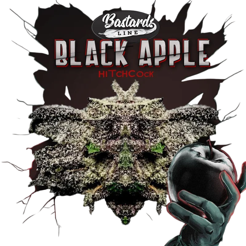 Black Apple Hitchcock | PHOTOFEM | T.H. Seeds - Freigestellt 2026-10-09