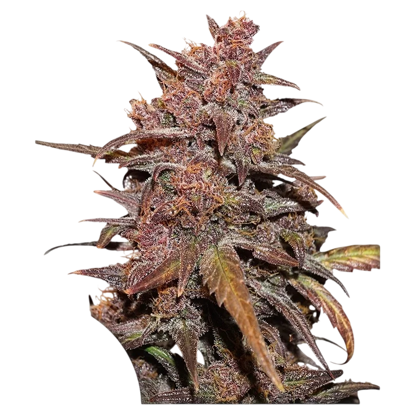 Blackberry Kush CBD Auto | AUTOFEM | Dutch Passion - Freigestellt 2026-10-09