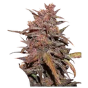 Blackberry Kush CBD Auto | AUTOFEM | Dutch Passion - Freigestellt 2026-10-09