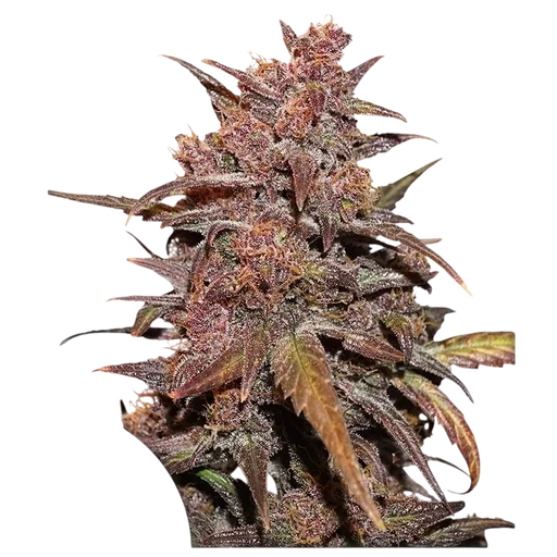 Blackberry Kush CBD Auto | AUTOFEM | Dutch Passion - Freigestellt 2026-10-09