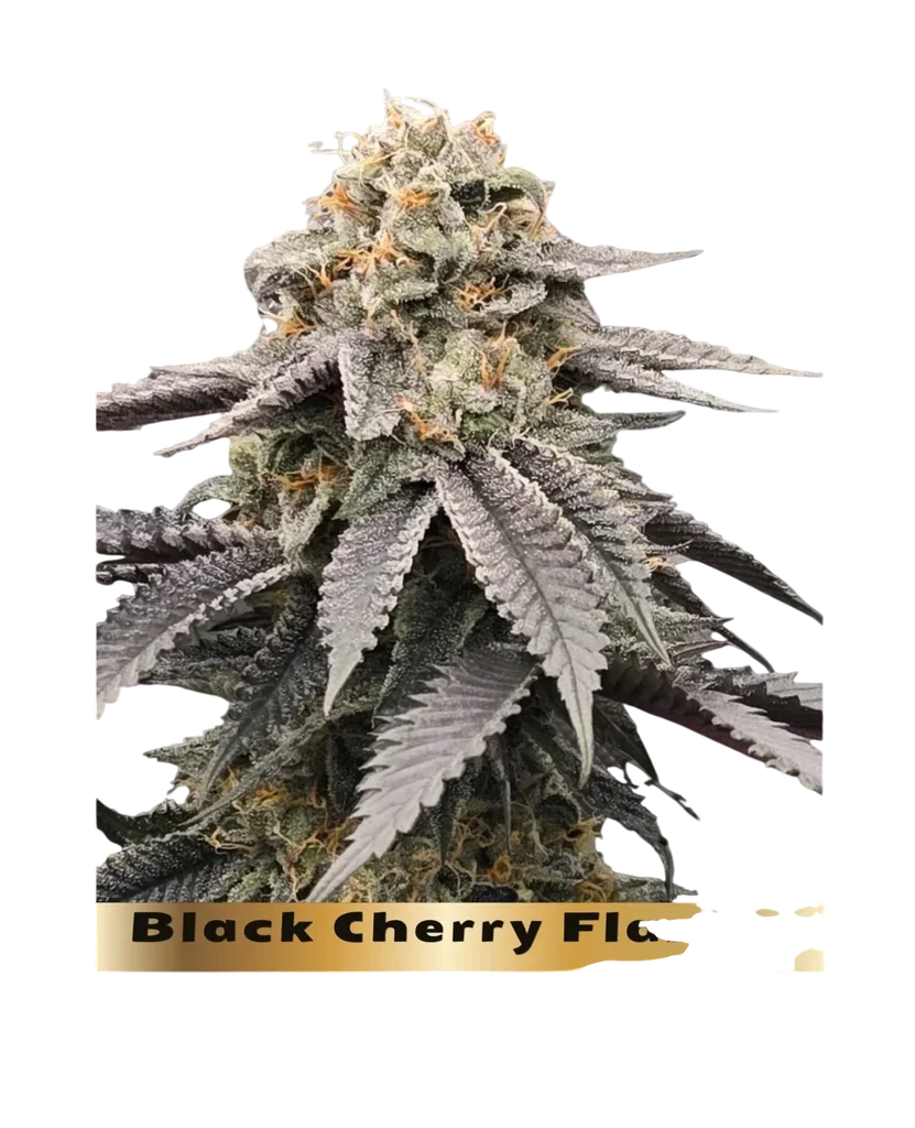 Black Cherry Flambe | PHOTOFEM | In House Genetics - Freigestellt 2026-10-09