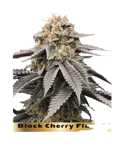 Black Cherry Flambe | PHOTOFEM | In House Genetics - Freigestellt 2026-10-09