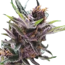 Black Cherry Punch | PHOTOFEM | Pyramid Seeds - Freigestellt 2026-10-09