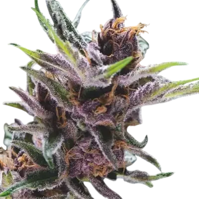 Black Cherry Punch | PHOTOFEM | Pyramid Seeds - Freigestellt 2026-10-09