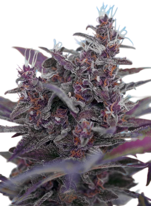 Black Cream Auto | AUTOFEM | Sweet Seeds - Freigestellt 2026-10-09