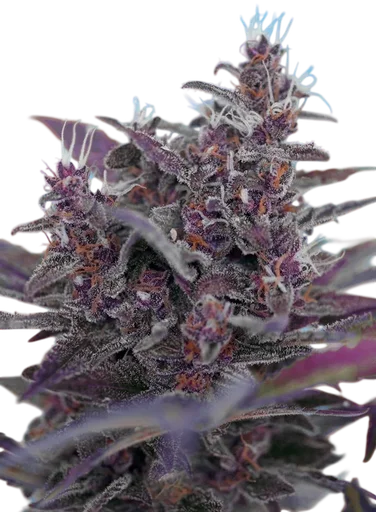 Black Cream Auto | AUTOFEM | Sweet Seeds - Freigestellt 2026-10-09