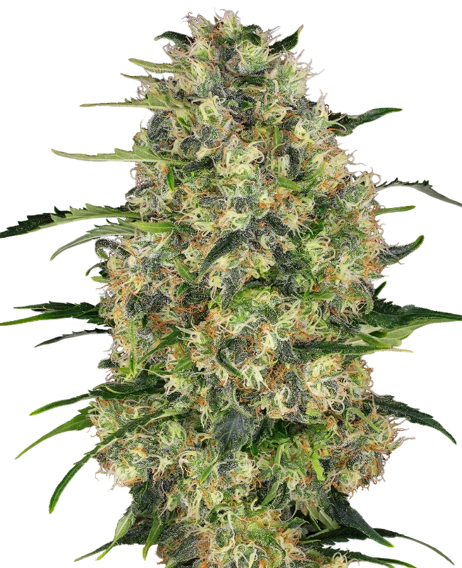 Black Domina | PHOTOREG | Sensi Seeds - Freigestellt 2026-10-09