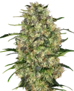 Black Domina | PHOTOFEM | Sensi Seeds - Freigestellt 2026-10-09