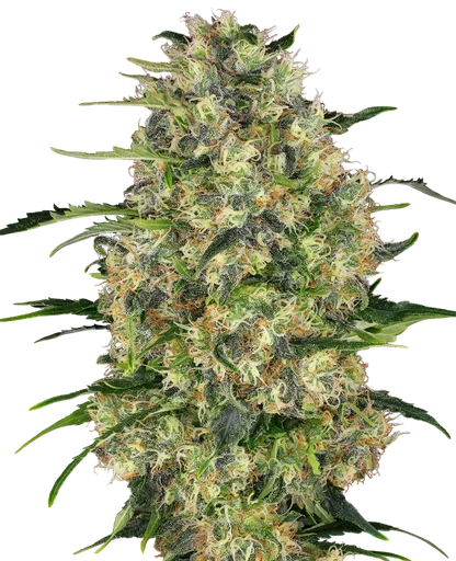 Black Domina | PHOTOFEM | Sensi Seeds - Freigestellt 2026-10-09