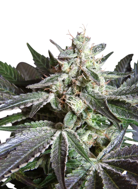 Black Jack | PHOTOFEM | Sweet Seeds - Freigestellt 2026-10-09
