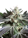 Black Jack | PHOTOFEM | Sweet Seeds - Freigestellt 2026-10-09