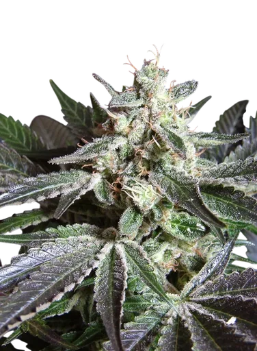 Black Jack | PHOTOFEM | Sweet Seeds - Freigestellt 2026-10-09
