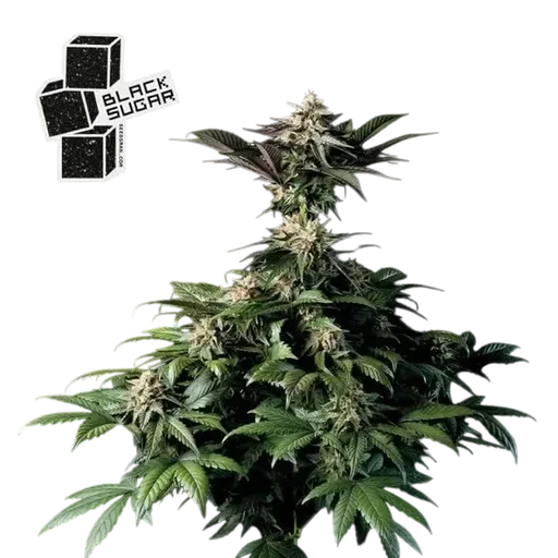 Black Sugar | PHOTOFEM | Seedsman - Freigestellt 2026-10-09