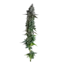 Black Sugar 2.0 | PHOTOFEM | Seedsman - Freigestellt 2026-10-09